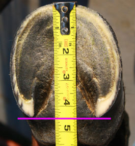 Sådan måler du længden på hoven når du skal finde boots og hovstøvler.